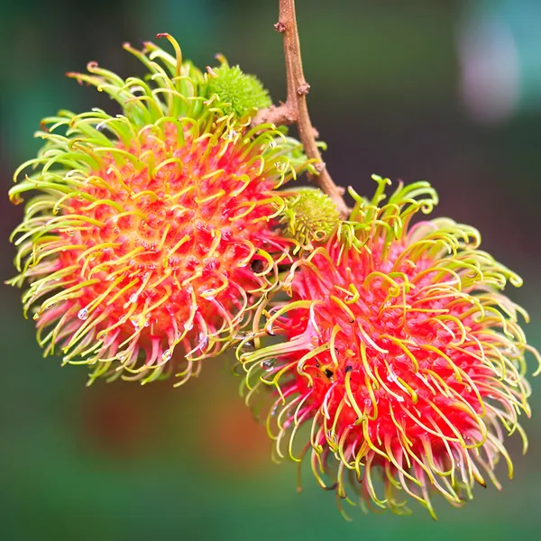 Rambutan_Fruit_Plant_(KG10)_Hybrid__Pack_Of_-_1