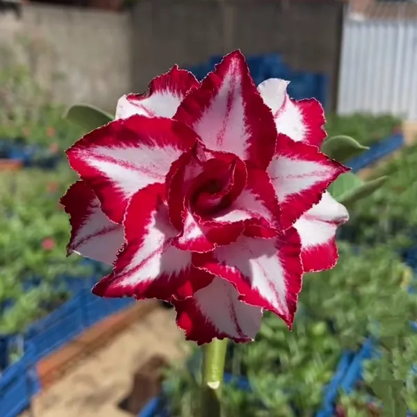 Rare_Desert_Rose_Red_&_White_Star_Bloom_|_Adenium_Obesum_Hybrid