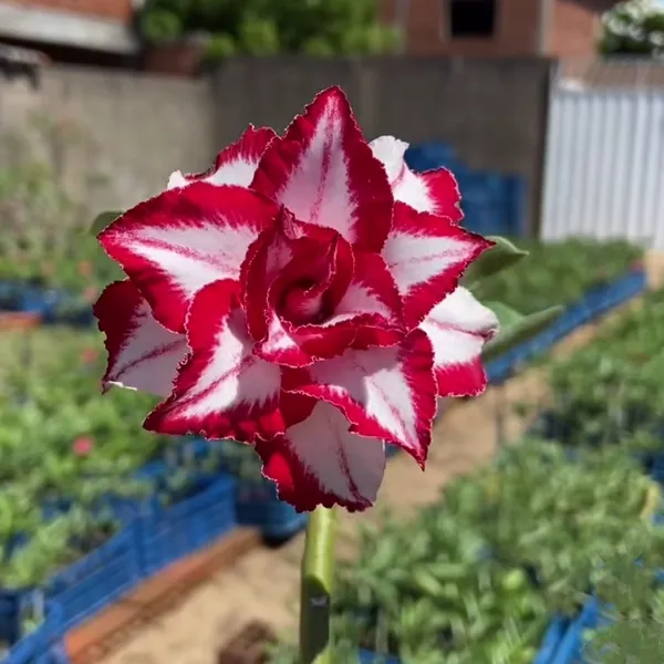 Rare_Desert_Rose_Red_&_White_Star_Bloom_|_Adenium_Obesum_Hybrid