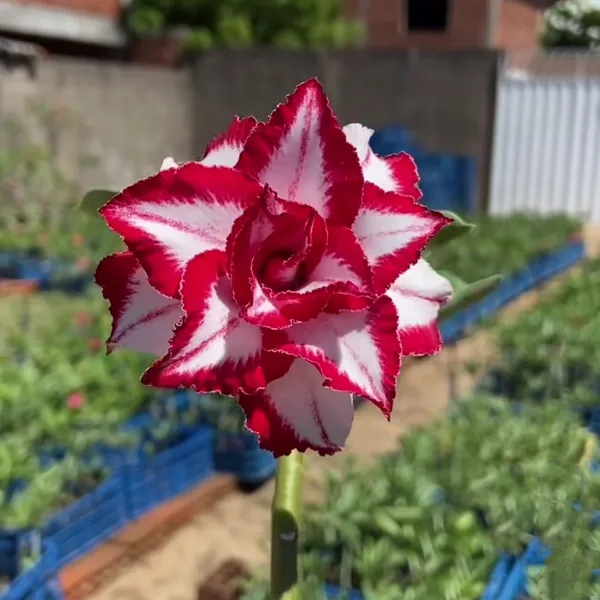Rare_Desert_Rose_Red_&_White_Star_Bloom_|_Adenium_Obesum_Hybrid