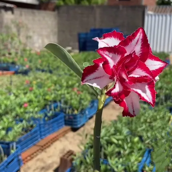 Rare_Desert_Rose_Red_&_White_Star_Bloom_|_Adenium_Obesum_Hybrid