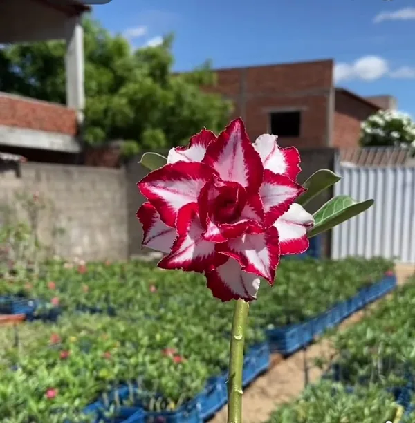 Rare_Desert_Rose_Red_&_White_Star_Bloom_|_Adenium_Obesum_Hybrid