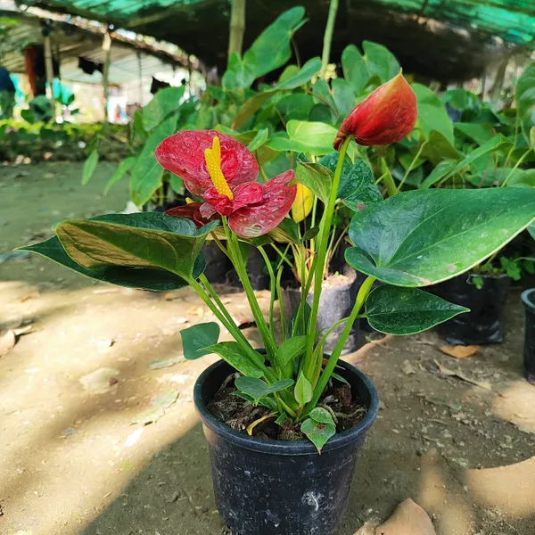 Red_Anthurium_Plant__(Hybrid)_For_Indoor_&_Outdoor