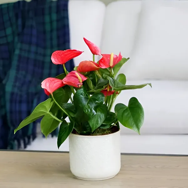 Red_Anthurium_Plant__(Hybrid)_For_Indoor_&_Outdoor