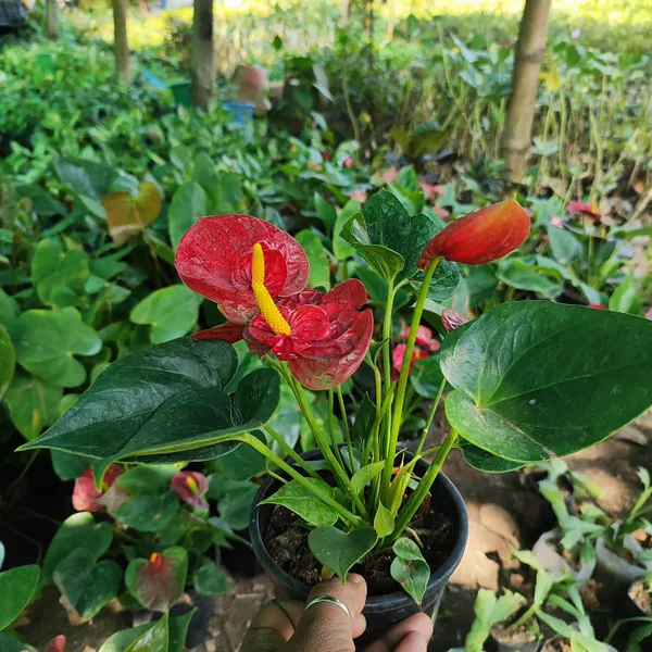 Red_Anthurium_Plant__(Hybrid)_For_Indoor_&_Outdoor