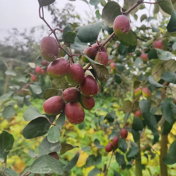 Red_Apple_Ber_Fruit_Plant_Hybrid_Pack_Of_-_1