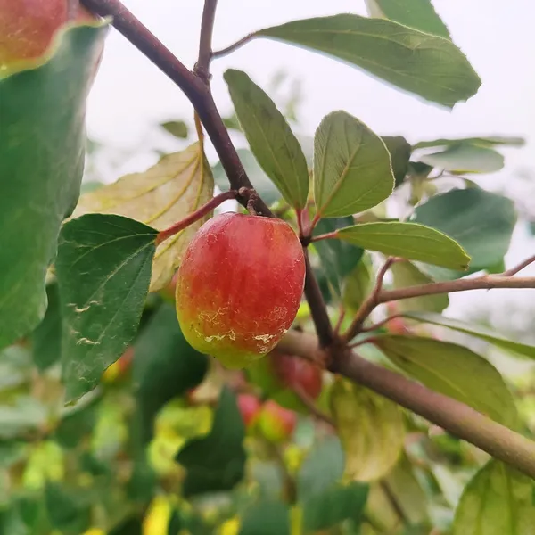 Red_Apple_Ber_Fruit_Plant_Hybrid_Pack_Of_-_1