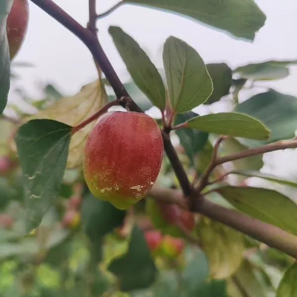 Red_Apple_Ber_Fruit_Plant_Hybrid_Pack_Of_-_1