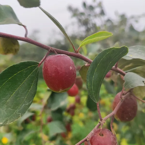 Red_Apple_Ber_Fruit_Plant_Hybrid_Pack_Of_-_1