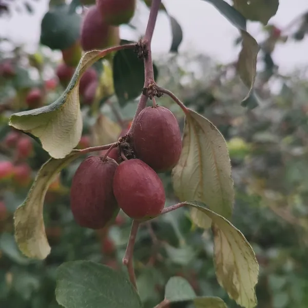 Red_Apple_Ber_Fruit_Plant_Hybrid_Pack_Of_-_1