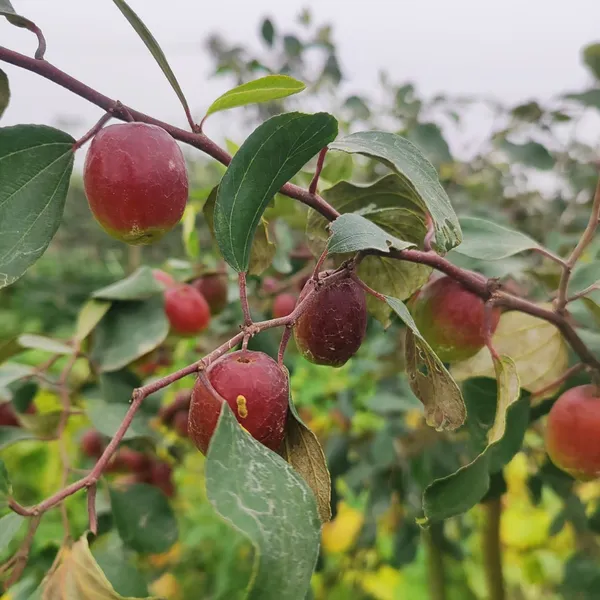 Red_Apple_Ber_Fruit_Plant_Hybrid_Pack_Of_-_1