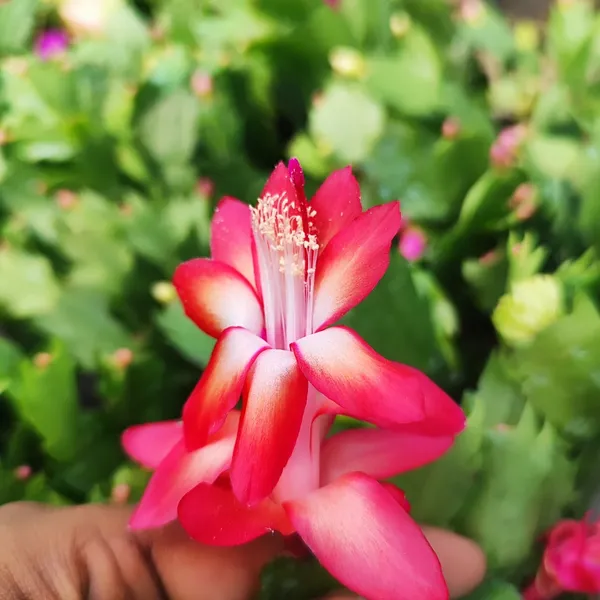 calathea dotti Calathea Dottie  Plants-Zen