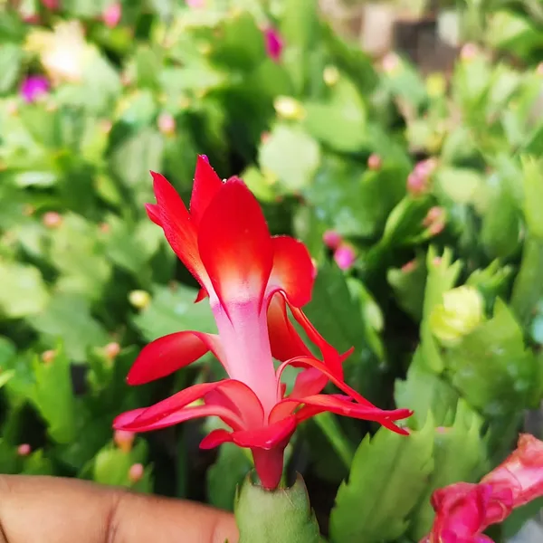 Red_Christmas_Cactus_Plant_(Schlumbergera)__Live_Flowering