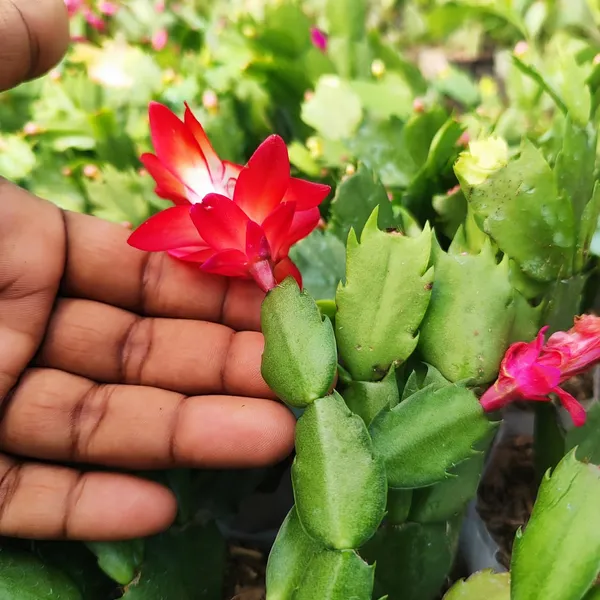 Red_Christmas_Cactus_Plant_(Schlumbergera)__Live_Flowering