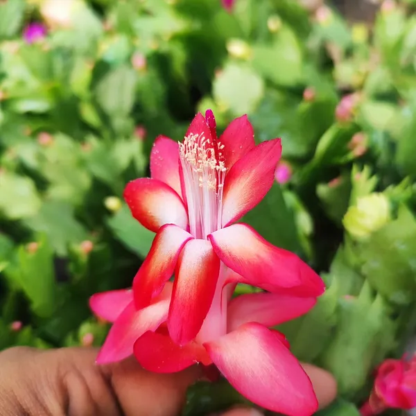 Red_Christmas_Cactus_Plant_(Schlumbergera)__Live_Flowering