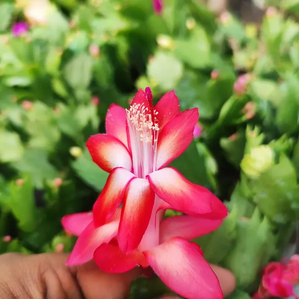 Red_Christmas_Cactus_Plant_(Schlumbergera)__Live_Flowering