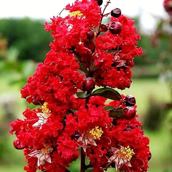Red_Furush_Flower_Plant_Vibrant_Ornamental_Beauty