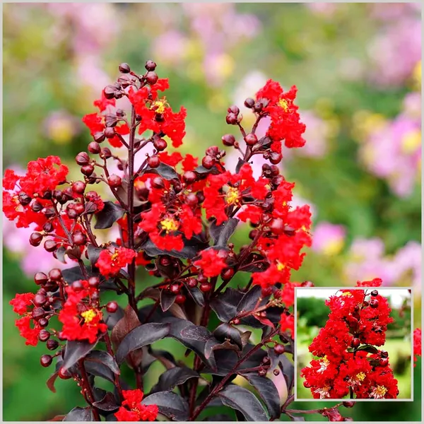 Red_Furush_Flower_Plant_Vibrant_Ornamental_Beauty