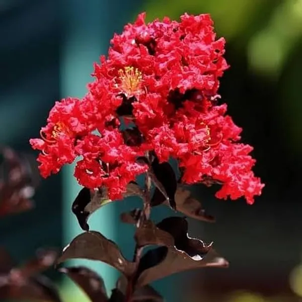 Red_Furush_Flower_Plant_Vibrant_Ornamental_Beauty