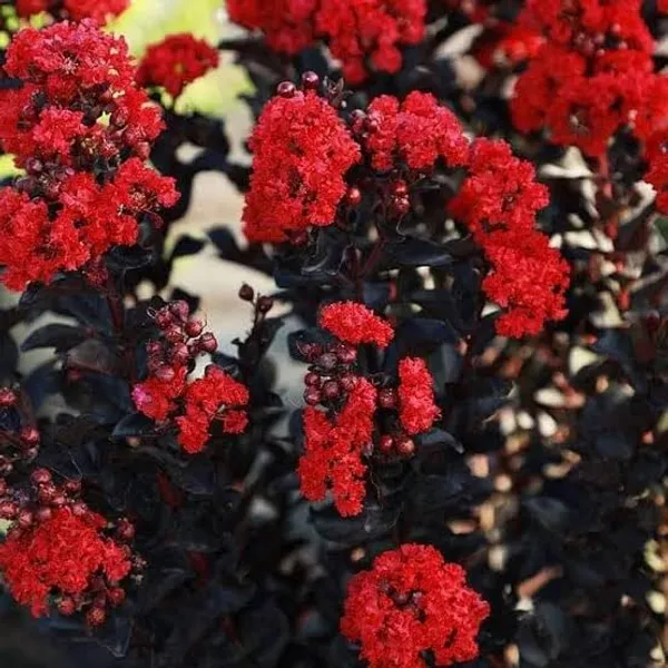 Red_Furush_Flower_Plant_Vibrant_Ornamental_Beauty