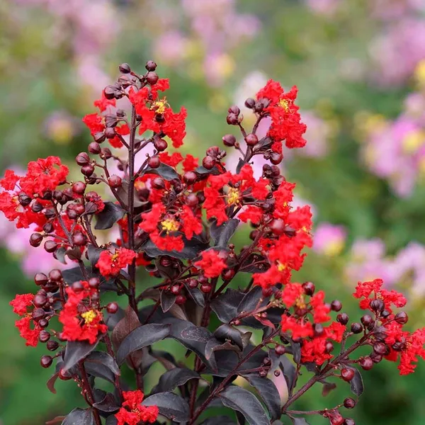Red_Furush_Flower_Plant_Vibrant_Ornamental_Beauty
