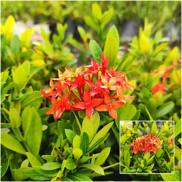 Red_Ixora_Plant_Tropical_Beauty_for_Borders_&_Hedges_Pack_Of_-_1