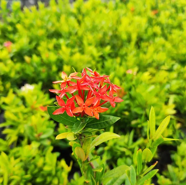 Red_Ixora_Plant_Tropical_Beauty_for_Borders_&_Hedges_Pack_Of_-_1