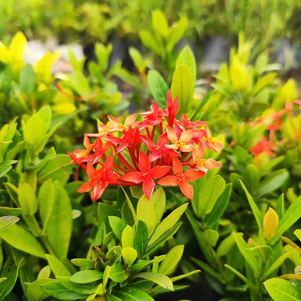 Red_Ixora_Plant_Tropical_Beauty_for_Borders_&_Hedges_Pack_Of_-_1