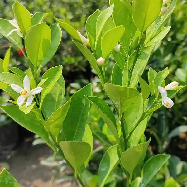 Red_Malta_Mosambi_Fruit_Plant_(Grafted)