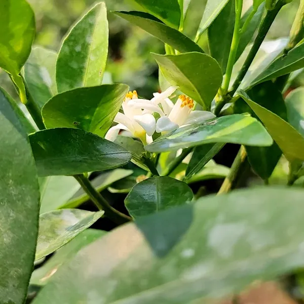 Red_Malta_Mosambi_Fruit_Plant_(Grafted)