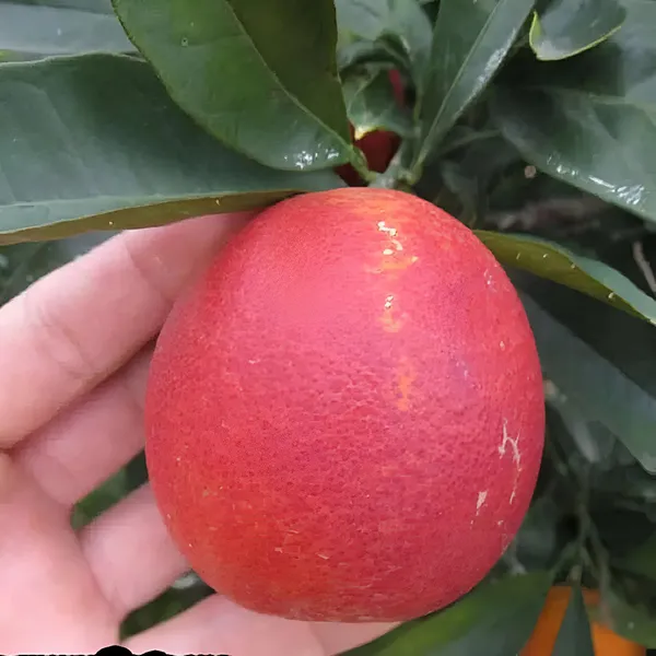 Red_Malta_Mosambi_Fruit_Plant_(Grafted)