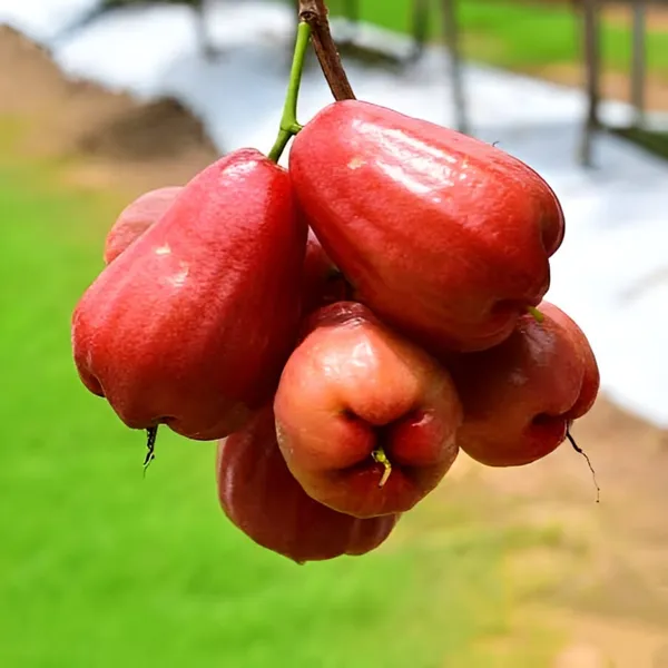 Red_Wax_Apple_Plant_(Syzygium_samarangense),Rose_Apple