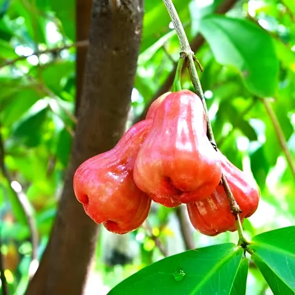 Red_Wax_Apple_Plant_(Syzygium_samarangense),Rose_Apple