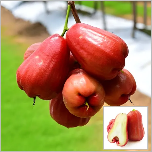 Red_Wax_Apple_Plant_(Syzygium_samarangense),Rose_Apple