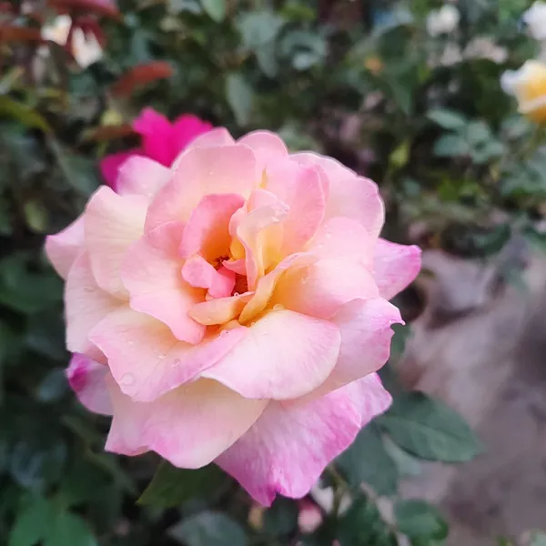 Rose_Flower_Plant_Blush_Sunrise__Bi-Color_Hybrid_Tea_Rose