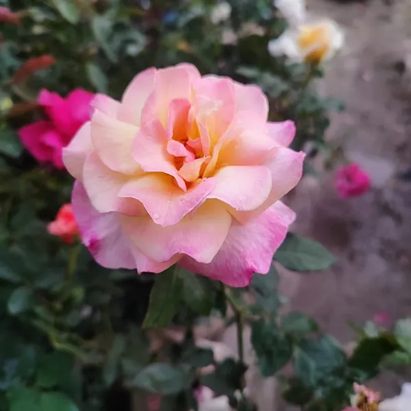 Rose_Flower_Plant_Blush_Sunrise__Bi-Color_Hybrid_Tea_Rose