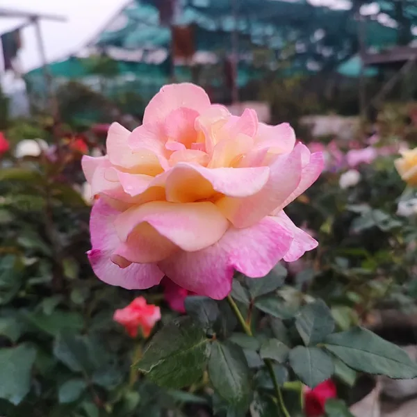 Rose_Flower_Plant_Blush_Sunrise__Bi-Color_Hybrid_Tea_Rose