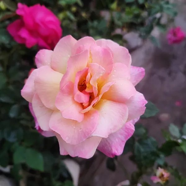 Rose_Flower_Plant_Blush_Sunrise__Bi-Color_Hybrid_Tea_Rose