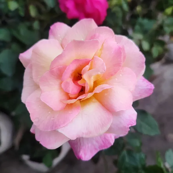 Rose_Flower_Plant_Blush_Sunrise__Bi-Color_Hybrid_Tea_Rose
