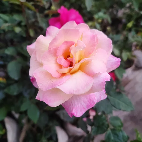 Rose_Flower_Plant_Blush_Sunrise__Bi-Color_Hybrid_Tea_Rose