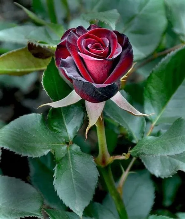 Rose_Plant_(Hybrid)_For_Indoor_&_Outdoor_With_Grow_Bag