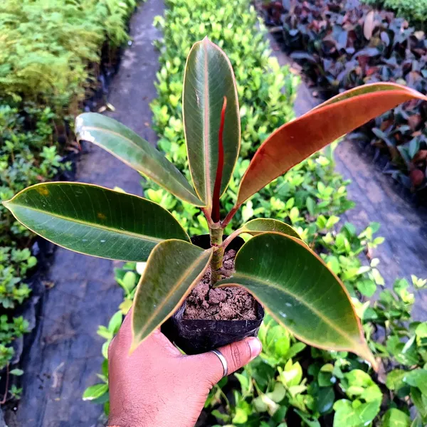 Rubber_plant_(Hybrid)_For_Indoor_&_Outdoor_With_Grow_Bag