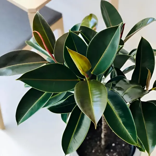 Rubber_plant_(Hybrid)_For_Indoor_&_Outdoor_With_Grow_Bag