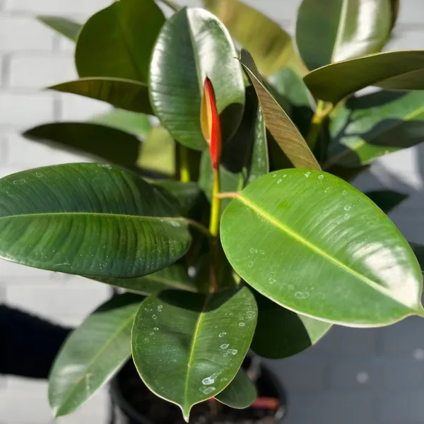 Rubber_plant_(Hybrid)_For_Indoor_&_Outdoor_With_Grow_Bag