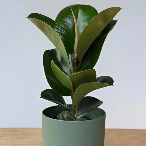 Rubber_plant_(Hybrid)_For_Indoor_&_Outdoor_With_Grow_Bag