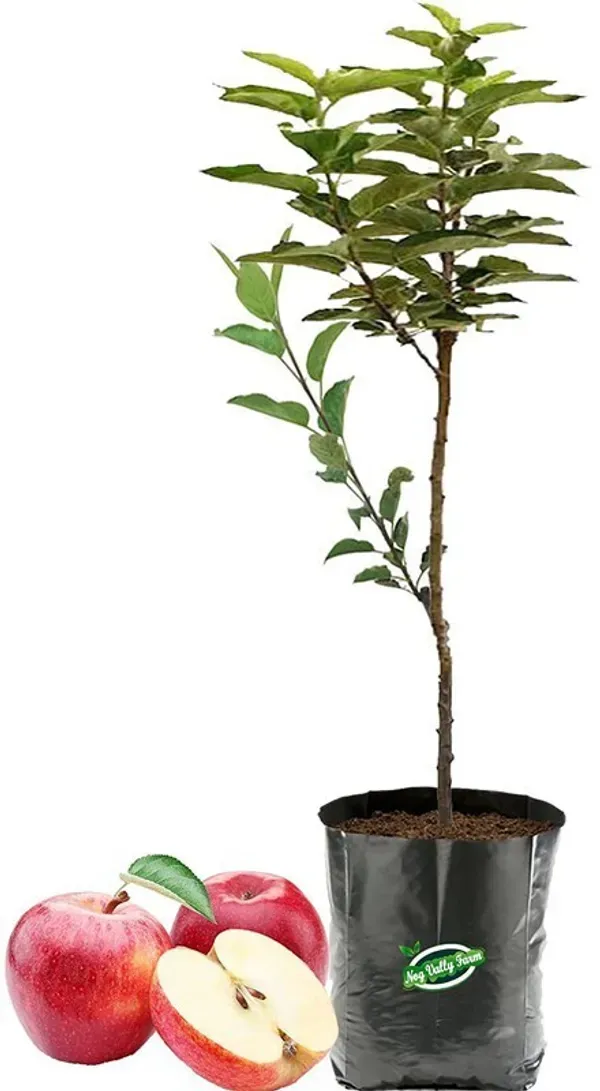 Apple_Plant_Grafted__(Hybrid)_For_Indoor_&_Outdoor_With_Grow_Bag