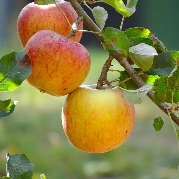 Apple_Plant_Grafted__(Hybrid)_For_Indoor_&_Outdoor_With_Grow_Bag