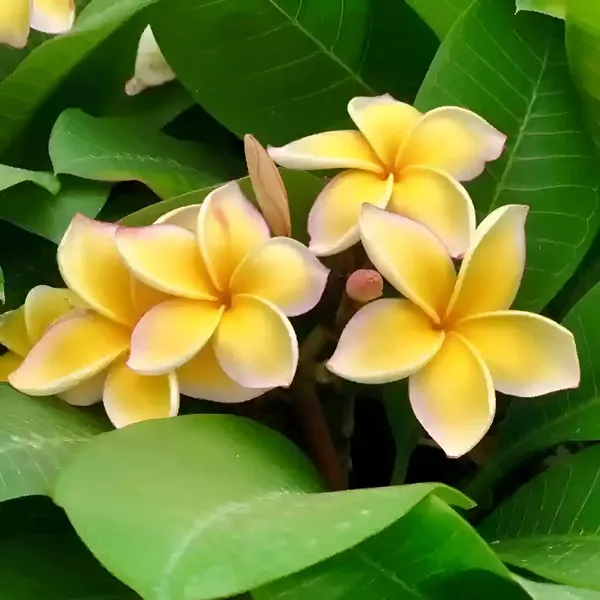 Plumeria_Plant_(Hybrid)_For_Indoor_&_Outdoor_With_Grow_Bag