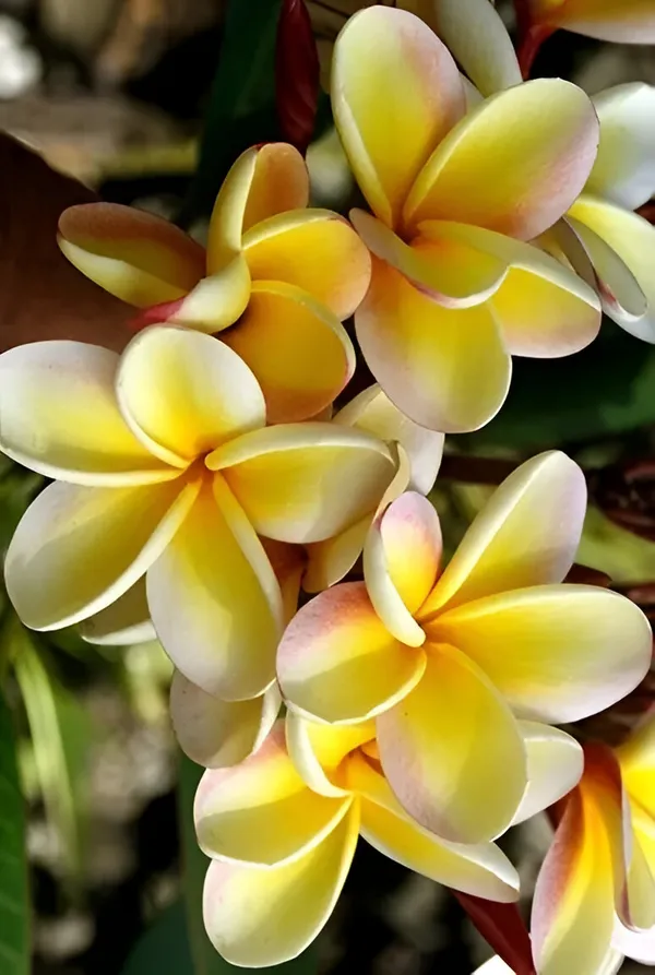 Plumeria_Plant_(Hybrid)_For_Indoor_&_Outdoor_With_Grow_Bag