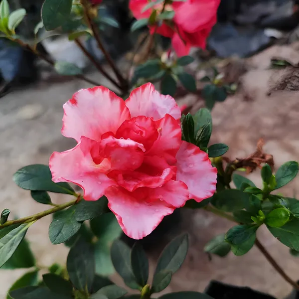 Semi_-_Double_Pink_Azalea_Plant_(Hybrid)_For_Outdoor_With_Grow_Bag